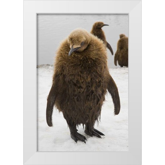 Paulson, Don 11x14 White Modern Wood Framed Museum Art Print Titled - South Georgia Island Dripping king penguin chick