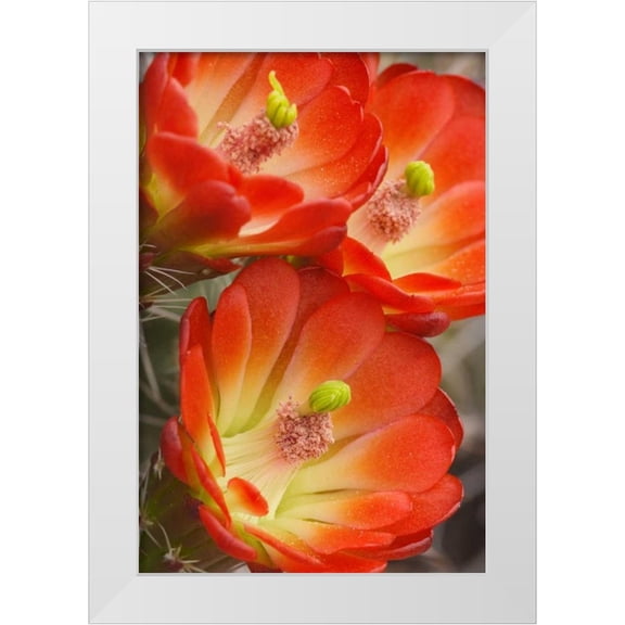 Paulson, Don 11x14 White Modern Wood Framed Museum Art Print Titled - Utah, Canyonlands NP Detail of claret cup cactus