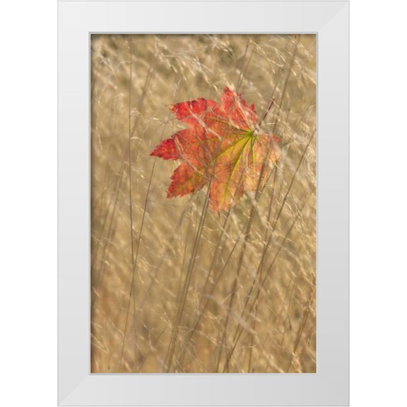 Paulson, Don 11x14 White Modern Wood Framed Museum Art Print Titled - WA, Seabeck Vine maple leaf caught in fall grass