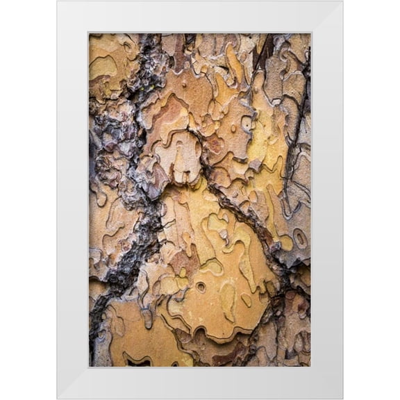 Paulson, Don 11x14 White Modern Wood Framed Museum Art Print Titled - Washington, Wenatchee NF Ponderosa pine bark