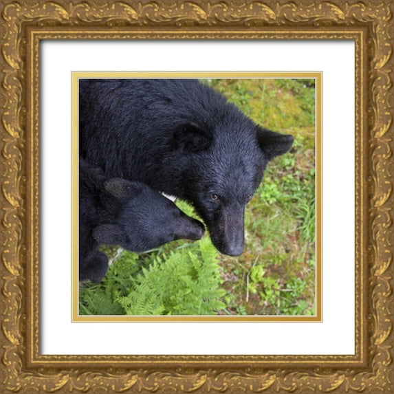 Paulson, Don 12x12 Gold Ornate Wood Framed with Double Matting Museum Art Print Titled - Alaska, Anan Creek Mother bear and cub