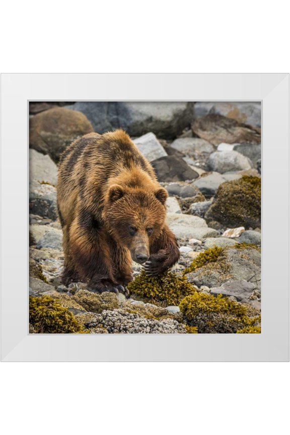 Paulson, Don 12x12 White Modern Wood Framed Museum Art Print Titled - USA, Alaska, Glacier Bay NP Brown bear on beach