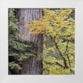 thumbnail image 1 of Paulson, Don 12x12 White Modern Wood Framed Museum Art Print Titled - USA, Washington, Quinault Forest scenic, 1 of 4