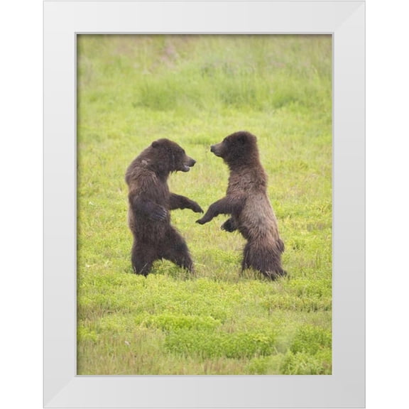 Paulson, Don 12x14 White Modern Wood Framed Museum Art Print Titled - AK, Tongass NF, Two brown bear cubs play-fighting