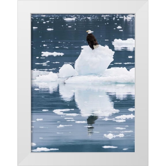 Paulson, Don 12x14 White Modern Wood Framed Museum Art Print Titled - Alaska, Glacier Bay NP Bald eagle on iceberg