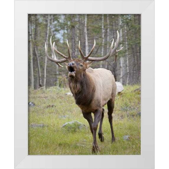 Paulson, Don 12x14 White Modern Wood Framed Museum Art Print Titled - Canada, Alberta, Jasper NP Bull elk bugling