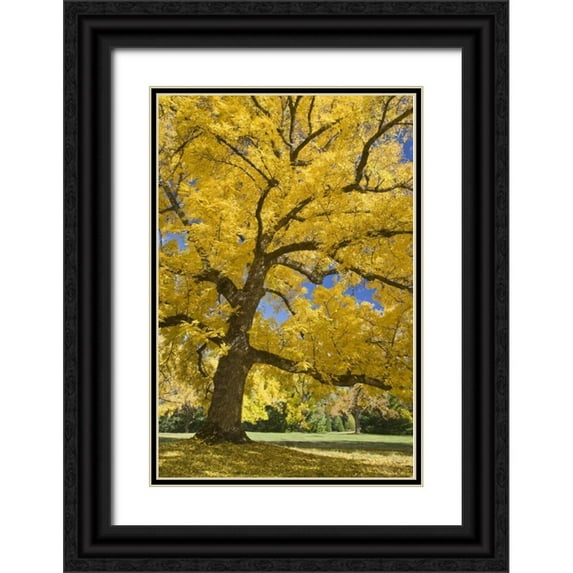 Paulson, Don 13x18 Black Ornate Wood Framed with Double Matting Museum Art Print Titled - Oregon, Joseph H Stewart Walnut tree in autumn