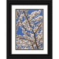thumbnail image 1 of Paulson, Don 13x18 Black Ornate Wood Framed with Double Matting Museum Art Print Titled - Washington, Seabeck Cherry tree blossoms, 1 of 4