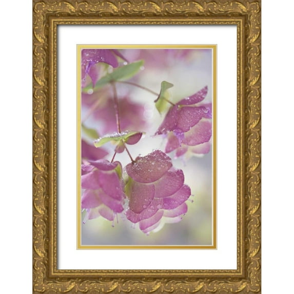 Paulson, Don 13x18 Gold Ornate Wood Framed with Double Matting Museum Art Print Titled - Ornamental oregano plant with dewdrops