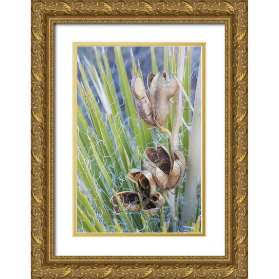 Paulson, Don 13x18 Gold Ornate Wood Framed with Double Matting Museum Art Print Titled - Utah, Glen Canyon A yucca plant with seed pods