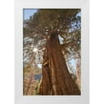 thumbnail image 1 of Paulson, Don 13x18 White Modern Wood Framed Museum Art Print Titled - CA, Inyo NF Juniper tree on Shadow Lake trail, 1 of 4