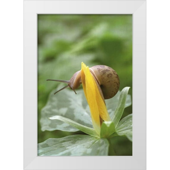 Paulson, Don 13x18 White Modern Wood Framed Museum Art Print Titled - TN, Great Smoky Mts Snail on trillium flower