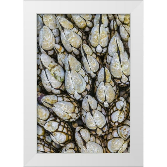 Paulson, Don 13x18 White Modern Wood Framed Museum Art Print Titled - WA, Goose barnacles in Salt Creek Recreation Area