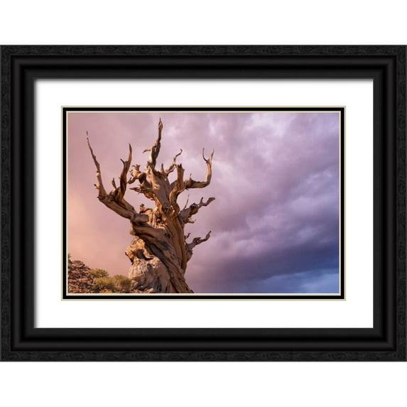 Paulson, Don 14x11 Black Ornate Wood Framed with Double Matting Museum Art Print Titled - CA, Inyo NF, Bristlecone Forest The Sentinel