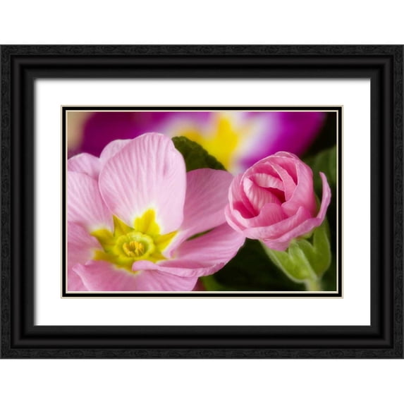 Paulson, Don 14x11 Black Ornate Wood Framed with Double Matting Museum Art Print Titled - Detail of primrose blossoms
