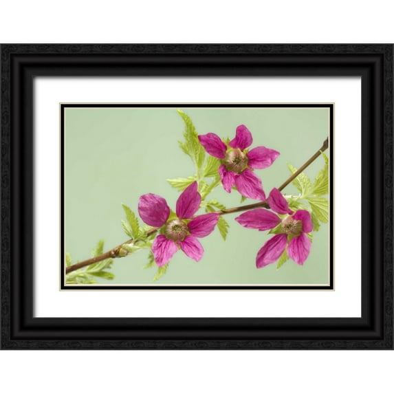 Paulson, Don 14x11 Black Ornate Wood Framed with Double Matting Museum Art Print Titled - USA,WA, Salmonberry blossoms on branch in spring