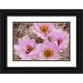thumbnail image 1 of Paulson, Don 14x11 Black Ornate Wood Framed with Double Matting Museum Art Print Titled - Utah, Canyonlands NP Hedgehog cactus flowers, 1 of 4