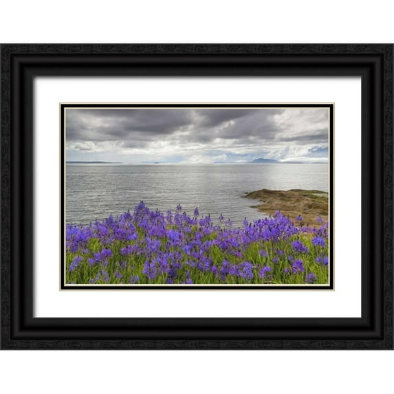 Paulson, Don 14x11 Black Ornate Wood Framed with Double Matting Museum Art Print Titled - Washington Camas blooms on Sucia Island