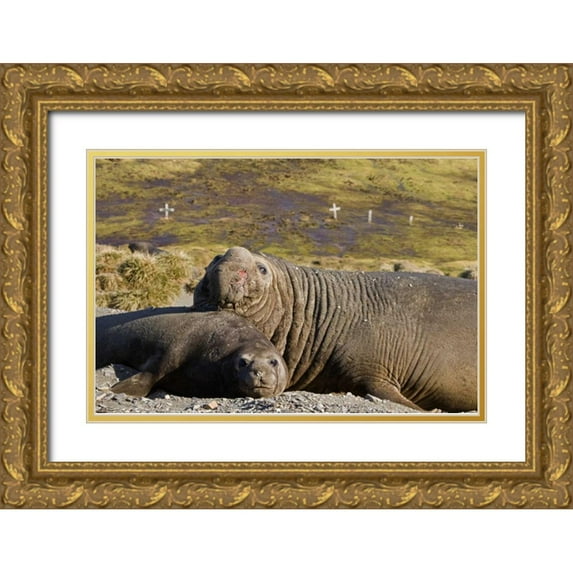 Paulson, Don 14x11 Gold Ornate Wood Framed with Double Matting Museum Art Print Titled - South Georgia Isl Bull elephant seal with harem