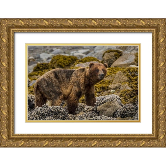 Paulson, Don 14x11 Gold Ornate Wood Framed with Double Matting Museum Art Print Titled - USA, Alaska, Glacier Bay NP Brown bear on beach