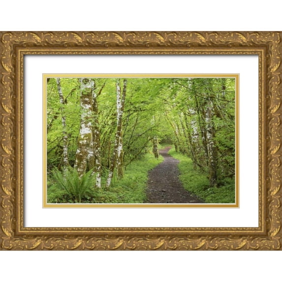 Paulson, Don 14x11 Gold Ornate Wood Framed with Double Matting Museum Art Print Titled - Washington, Olympic NP Trail through a forest