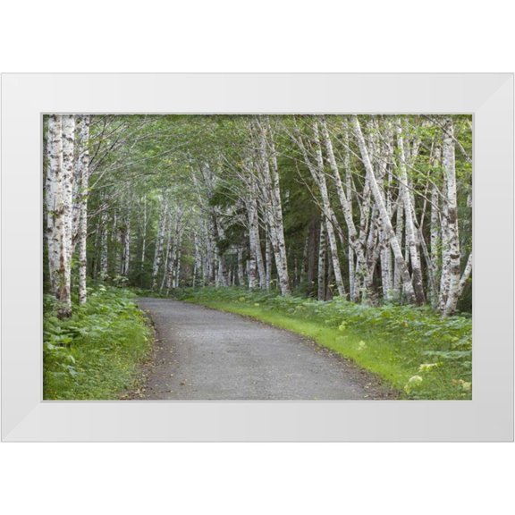 Paulson, Don 14x11 White Modern Wood Framed Museum Art Print Titled - AK, Douglas Island Road through alder trees