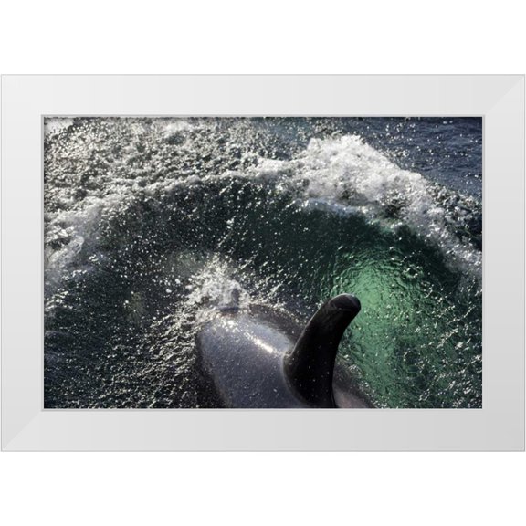 Paulson, Don 14x11 White Modern Wood Framed Museum Art Print Titled - Alaska, Tenakee Springs Orca whale diving
