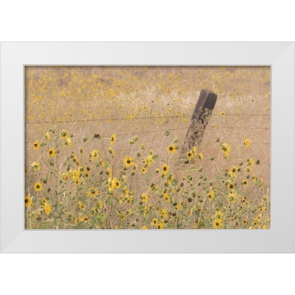 Paulson, Don 14x11 White Modern Wood Framed Museum Art Print Titled - CA, Adin Barbed fence in field of sunflowers