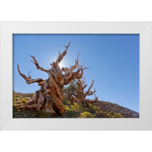 Paulson, Don 14x11 White Modern Wood Framed Museum Art Print Titled - CA, Inyo NF, Bristlecone Forest The Sentinel