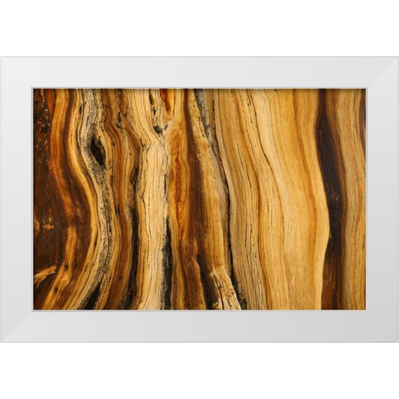 Paulson, Don 14x11 White Modern Wood Framed Museum Art Print Titled - CA, White Mts Wilderness Bristlecone pine wood
