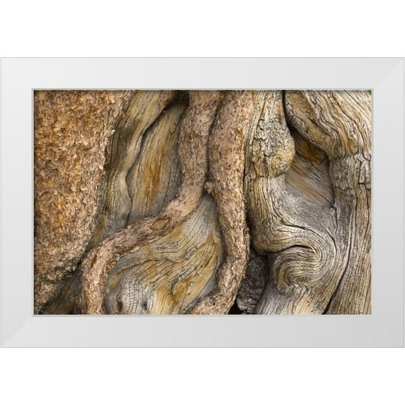 Paulson, Don 14x11 White Modern Wood Framed Museum Art Print Titled - California, Inyo NF Gnarled pine tree trunk