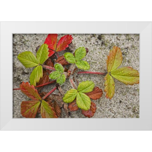 Paulson, Don 14x11 White Modern Wood Framed Museum Art Print Titled - Canada, BC, Calvert Island Beach strawberry