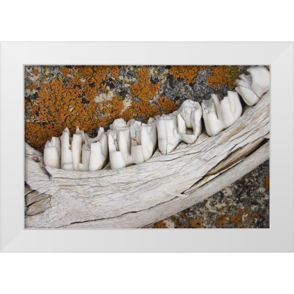 Paulson, Don 14x11 White Modern Wood Framed Museum Art Print Titled - MT Weathered jaw bone of deer and lichen on rock