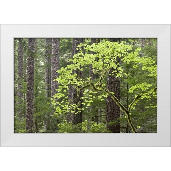 Paulson, Don 14x11 White Modern Wood Framed Museum Art Print Titled - OR, Columbia Gorge Forest from Eagle Creek Trail
