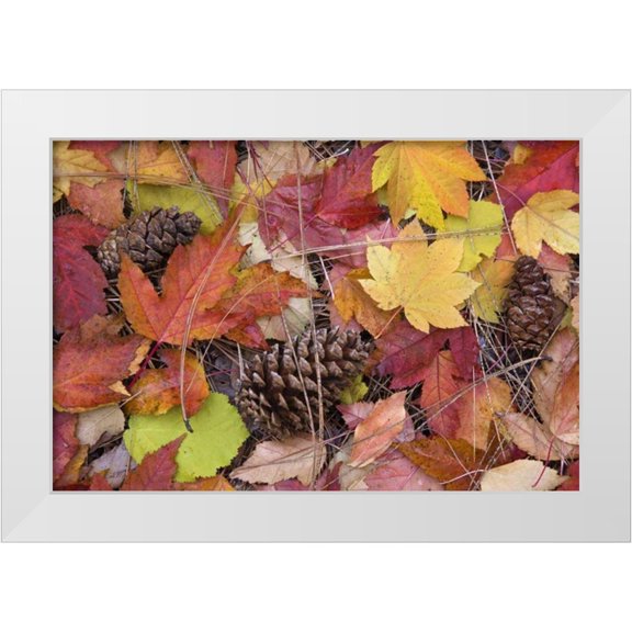 Paulson, Don 14x11 White Modern Wood Framed Museum Art Print Titled - OR, Rogue River NF Forest floor in Autumn