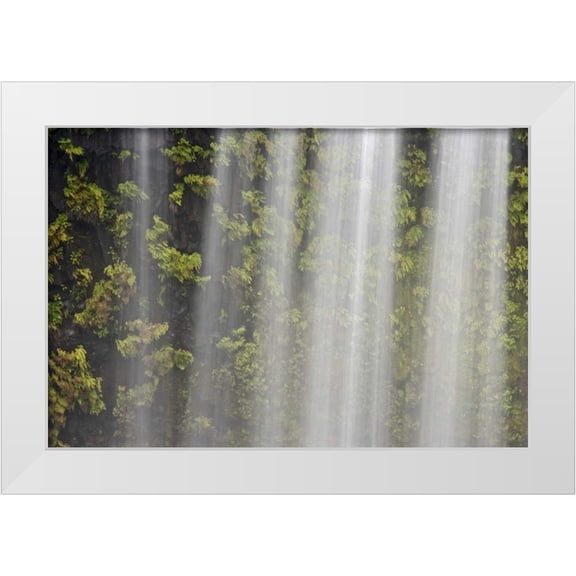 Paulson, Don 14x11 White Modern Wood Framed Museum Art Print Titled - OR, Willamette NF Koosah Falls and ferns
