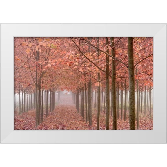 Paulson, Don 14x11 White Modern Wood Framed Museum Art Print Titled - OR, Willamette Valley Autumn-colored maple trees