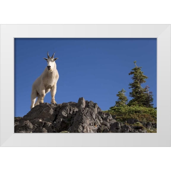 Paulson, Don 14x11 White Modern Wood Framed Museum Art Print Titled - Olympic NP, Klahhane Ridge Male mountain goat