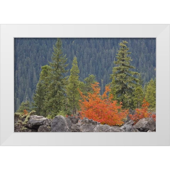 Paulson, Don 14x11 White Modern Wood Framed Museum Art Print Titled - Oregon, Willamette NF Volcanic rock in forest