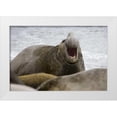 thumbnail image 1 of Paulson, Don 14x11 White Modern Wood Framed Museum Art Print Titled - South Georgia Island Bull elephant seal, 1 of 4