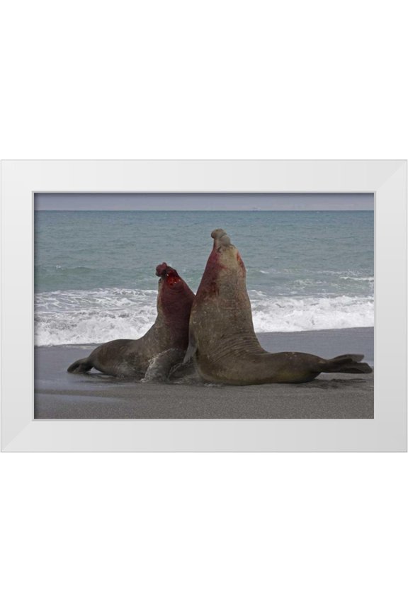 Paulson, Don 14x11 White Modern Wood Framed Museum Art Print Titled - South Georgia Island Bull elephant seals fight