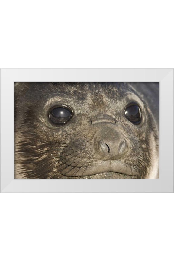 Paulson, Don 14x11 White Modern Wood Framed Museum Art Print Titled - South Georgia Island Of elephant seal pups face