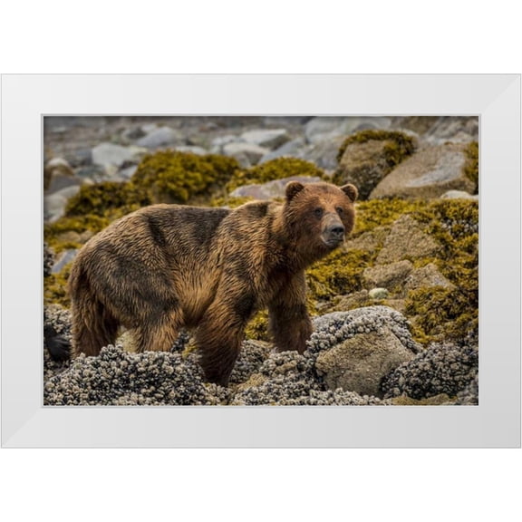 Paulson, Don 14x11 White Modern Wood Framed Museum Art Print Titled - USA, Alaska, Glacier Bay NP Brown bear on beach