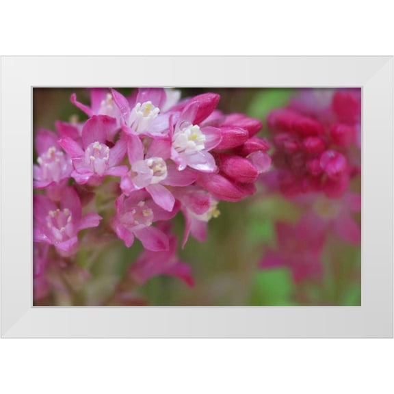 Paulson, Don 14x11 White Modern Wood Framed Museum Art Print Titled - USA,WA, Red-flowering current shrub in spring