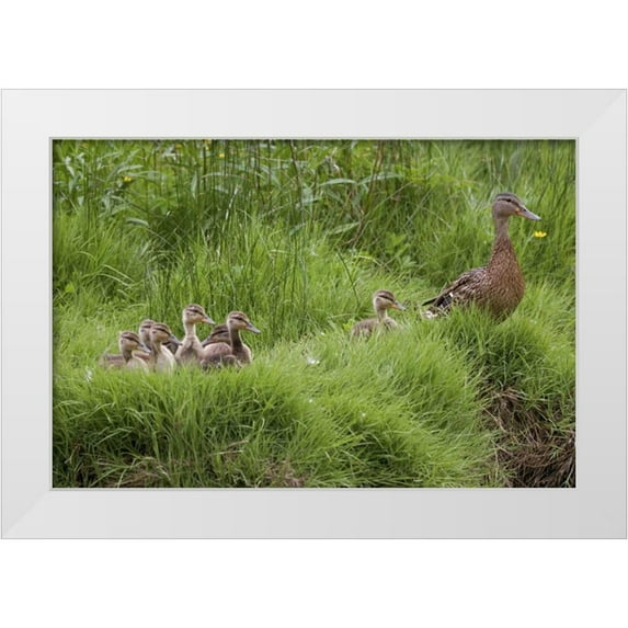 Paulson, Don 14x11 White Modern Wood Framed Museum Art Print Titled - USA, Washington, Seabeck Mother duck with babies