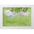 thumbnail image 1 of Paulson, Don 14x11 White Modern Wood Framed Museum Art Print Titled - USA, Washington State, Seabeck Roses in rainfall, 1 of 4