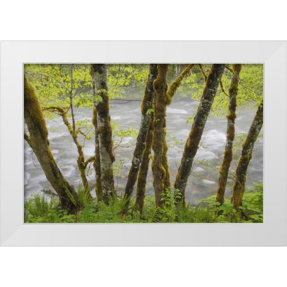 Paulson, Don 14x11 White Modern Wood Framed Museum Art Print Titled - WA, Cascade Mts Beckler River through Maples