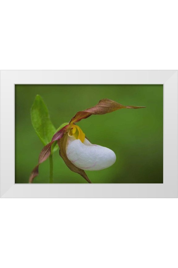 Paulson, Don 14x11 White Modern Wood Framed Museum Art Print Titled - WA, Kamiak Butte County Park Lady slipper orchid
