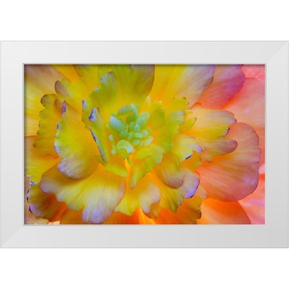 Paulson, Don 14x11 White Modern Wood Framed Museum Art Print Titled - WA, Seabeck A back-lit, glowing begonia blossom