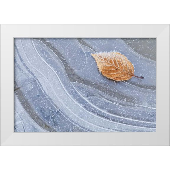 Paulson, Don 14x11 White Modern Wood Framed Museum Art Print Titled - WA, Seabeck Autumn leaf on ice with frost